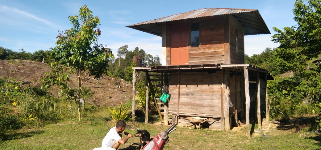 Sandingkan Jengkol dan Sawit, Lalu Menunggu Hujan Duit