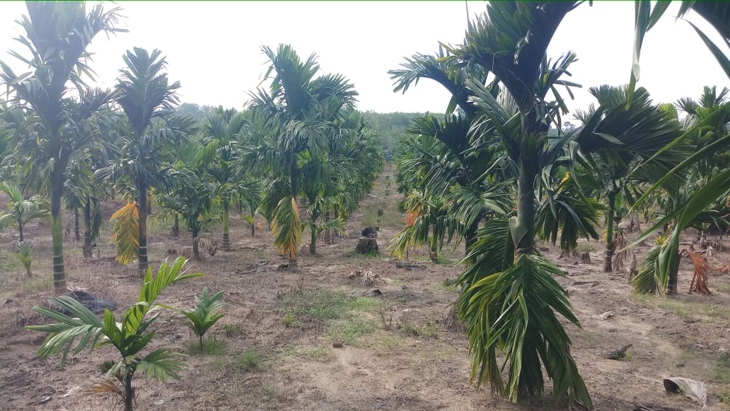 Penjelasan Harga Kopra, Sagu, Kelapa dan Pinang di Riau