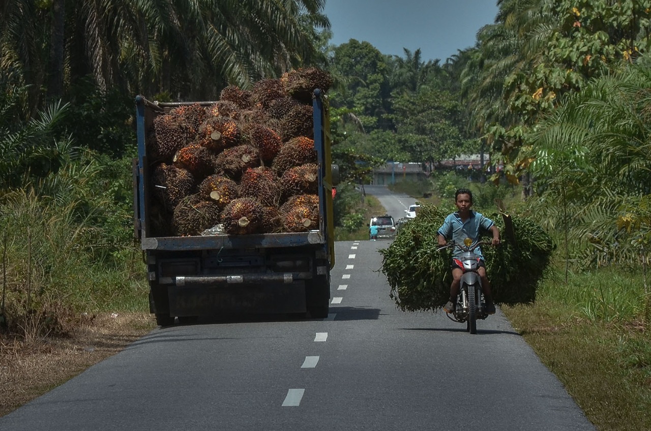 Mantap Jiwa, Harga Sawit di Riau Capai Rp 2.860