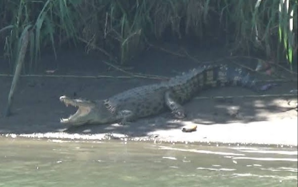 Warga Inhil Tewas Diterkam Buaya saat Mau Memancing