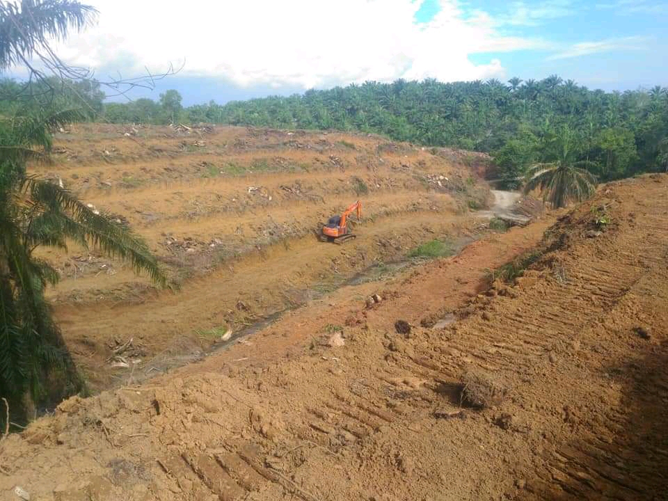 200 Ha Kebun Sawit Masyarakat Mau Dibabat Perusahaan