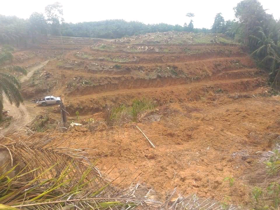 Harga Sawit Juga Penyebab Banyak Petani Tunda Replanting