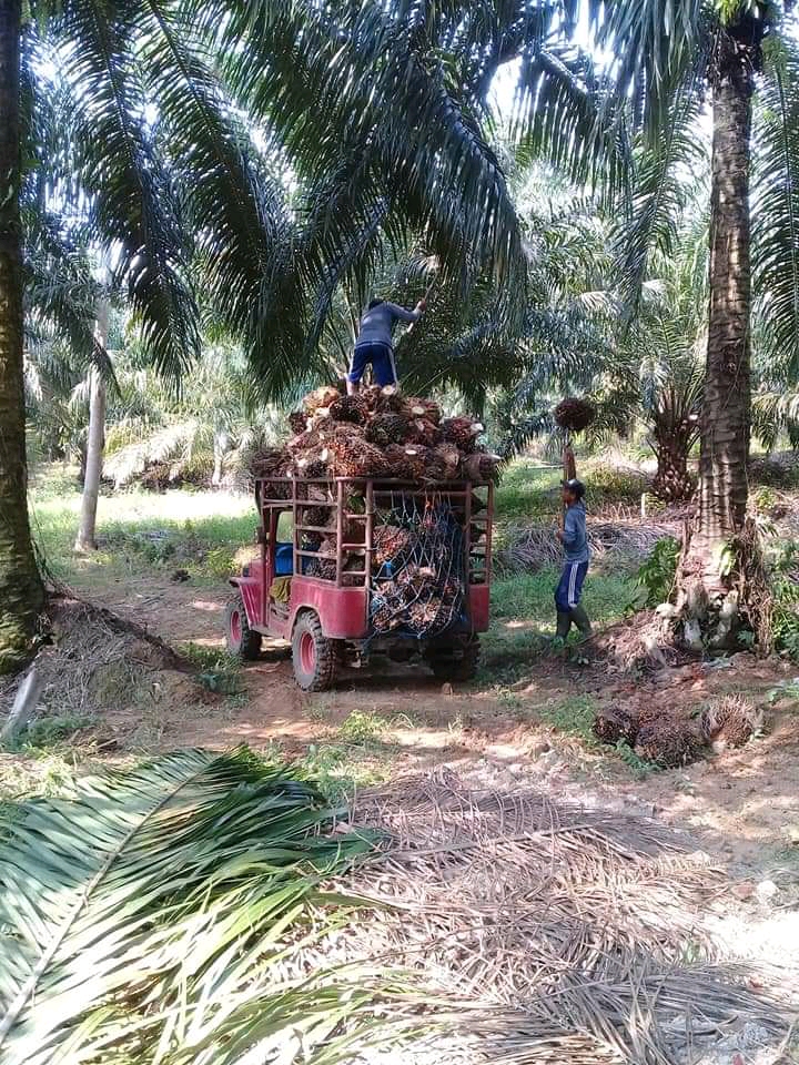 Harga Sawit Tembus Rekor, Petani Mau Tambah Kebun