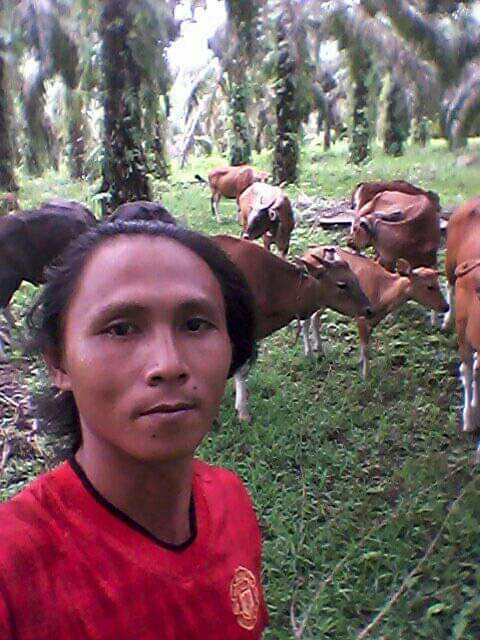 Dilepas di Kebun Sawit, Mengangon Sapi Jadi Irit