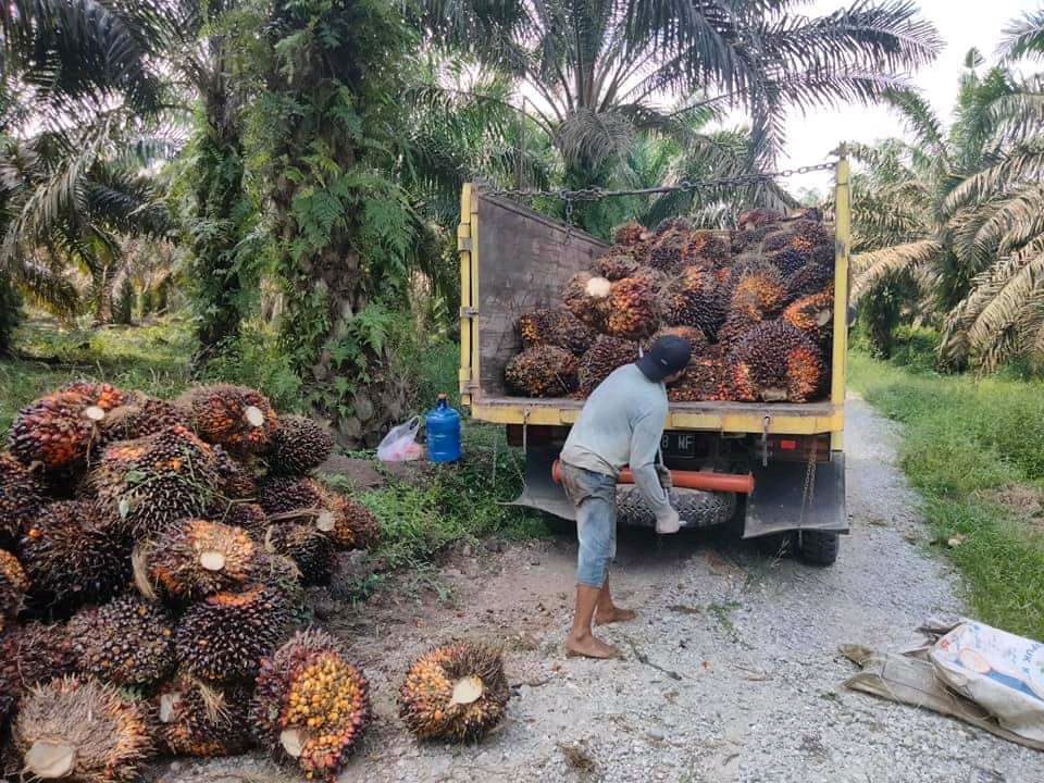 Anteng, Artinya Petani Sawit lagi Senang