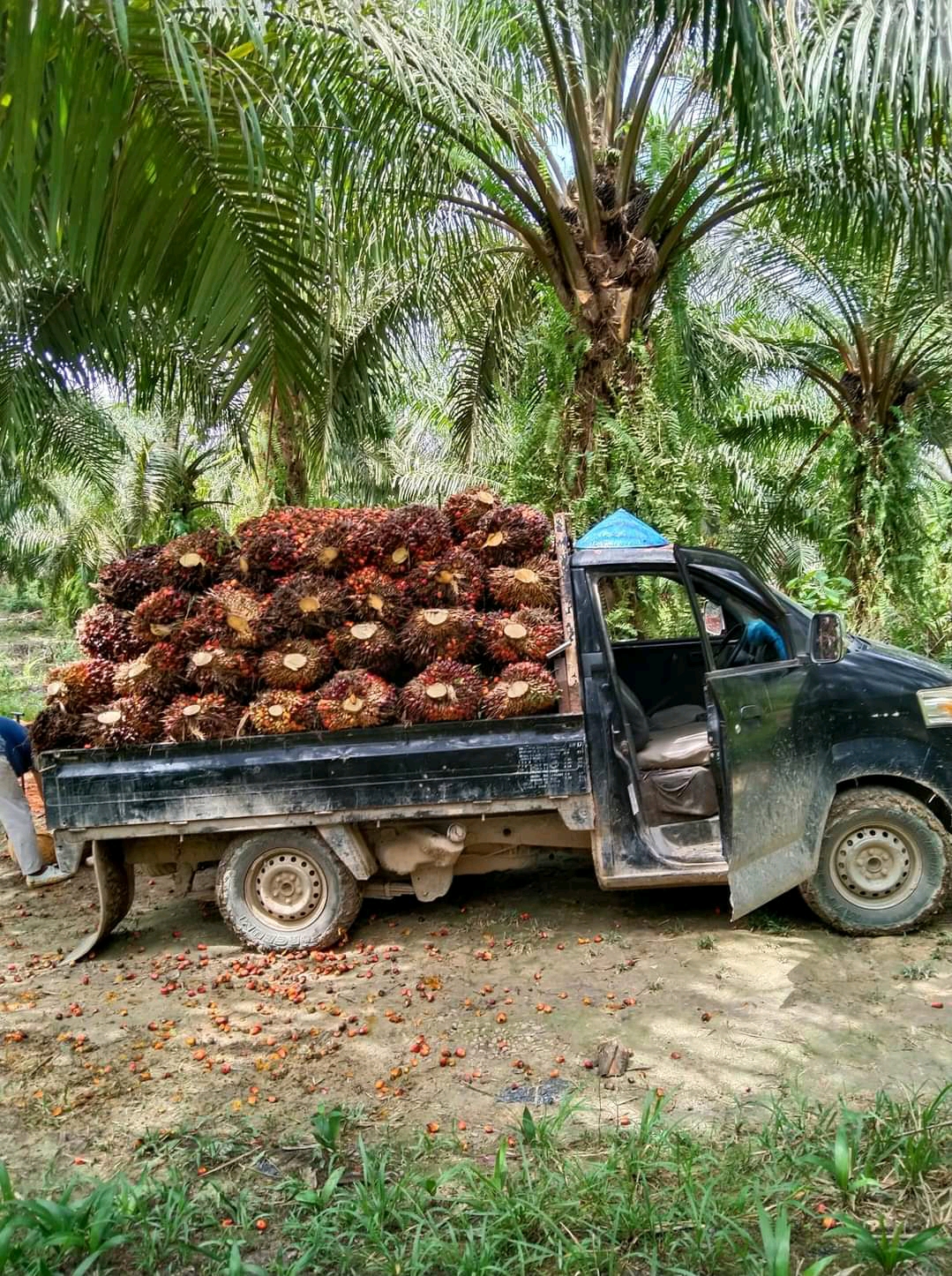 Utang Jadi Alat Tengkulak Tetapkan Harga Sawit Sesukanya