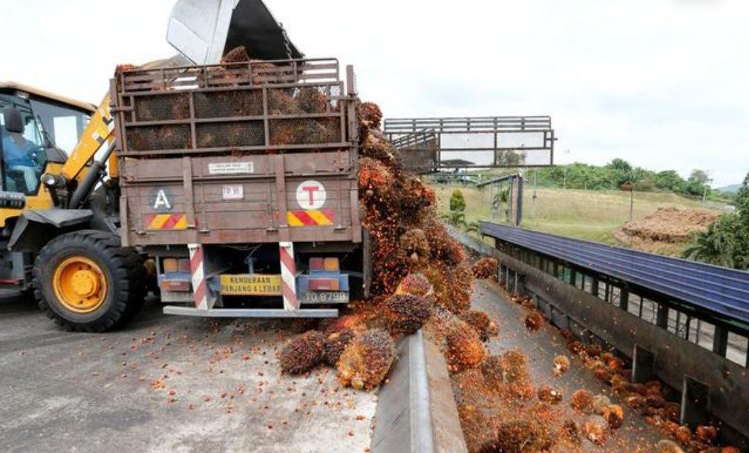 Harga Sawit di Puncak, Perusahaan Ini Mulai Was-was