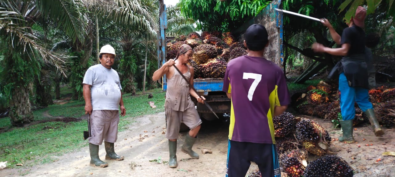 Di Daerah Ini Ram Lebih Disukai Petani Ketimbang PKS