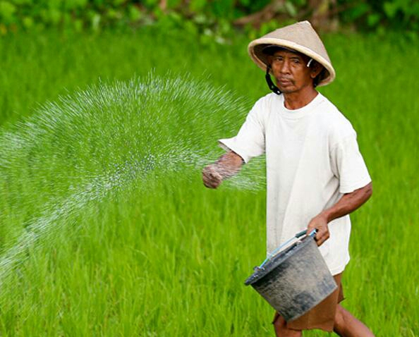 Kesusahan Petani Sawit Belum Seberapa, Petani Padi Lebih Merana