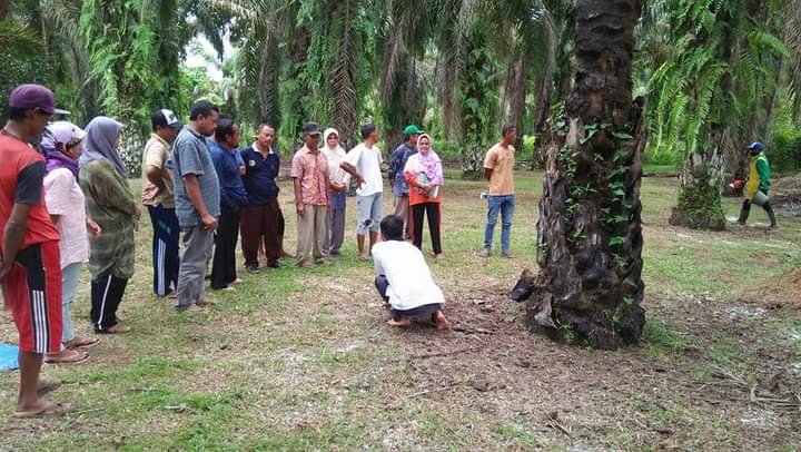 Begini Kemajuannya Setelah Petani Sawit Dibimbing Perusahaan