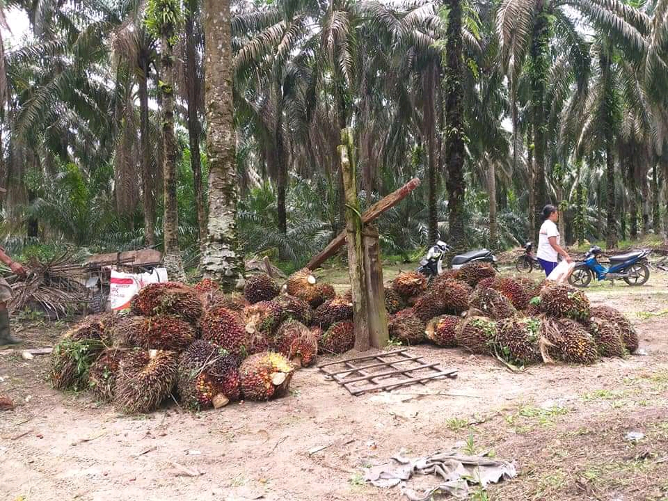 Perbedaan Harga TBS Aceh dan Sumut Mengundang Tanya