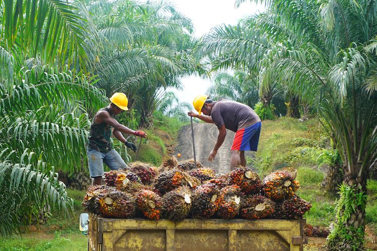 Begini Perkembangan Harga TBS Terkini di Aceh