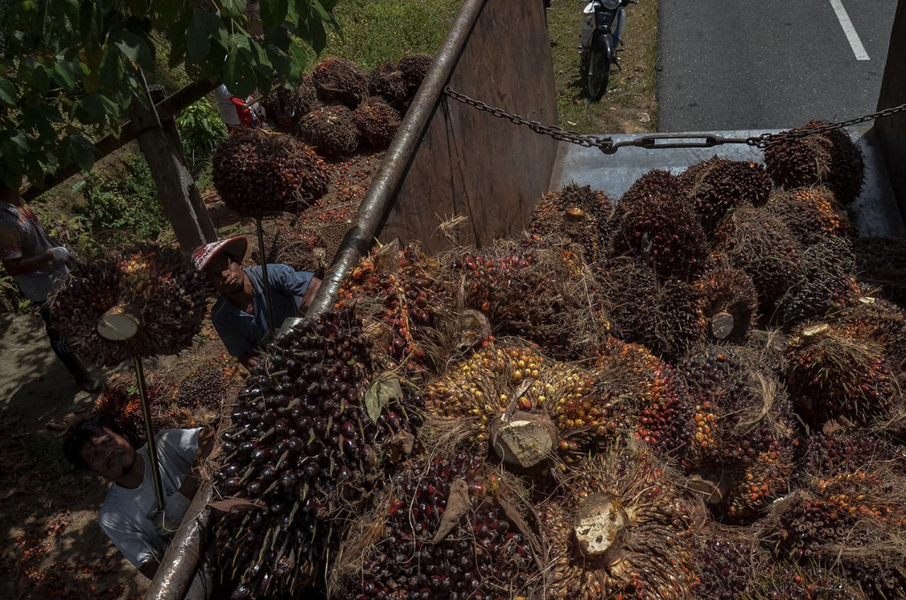 Aksi Sindikat Bikin CPO Meroket