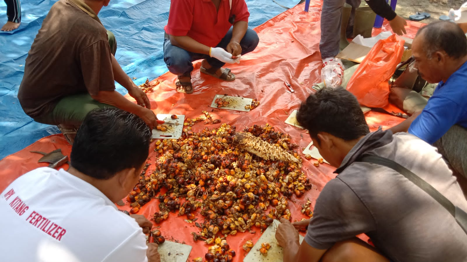 Rendemen Sawitnya Diuji, Begini Harapan Petani