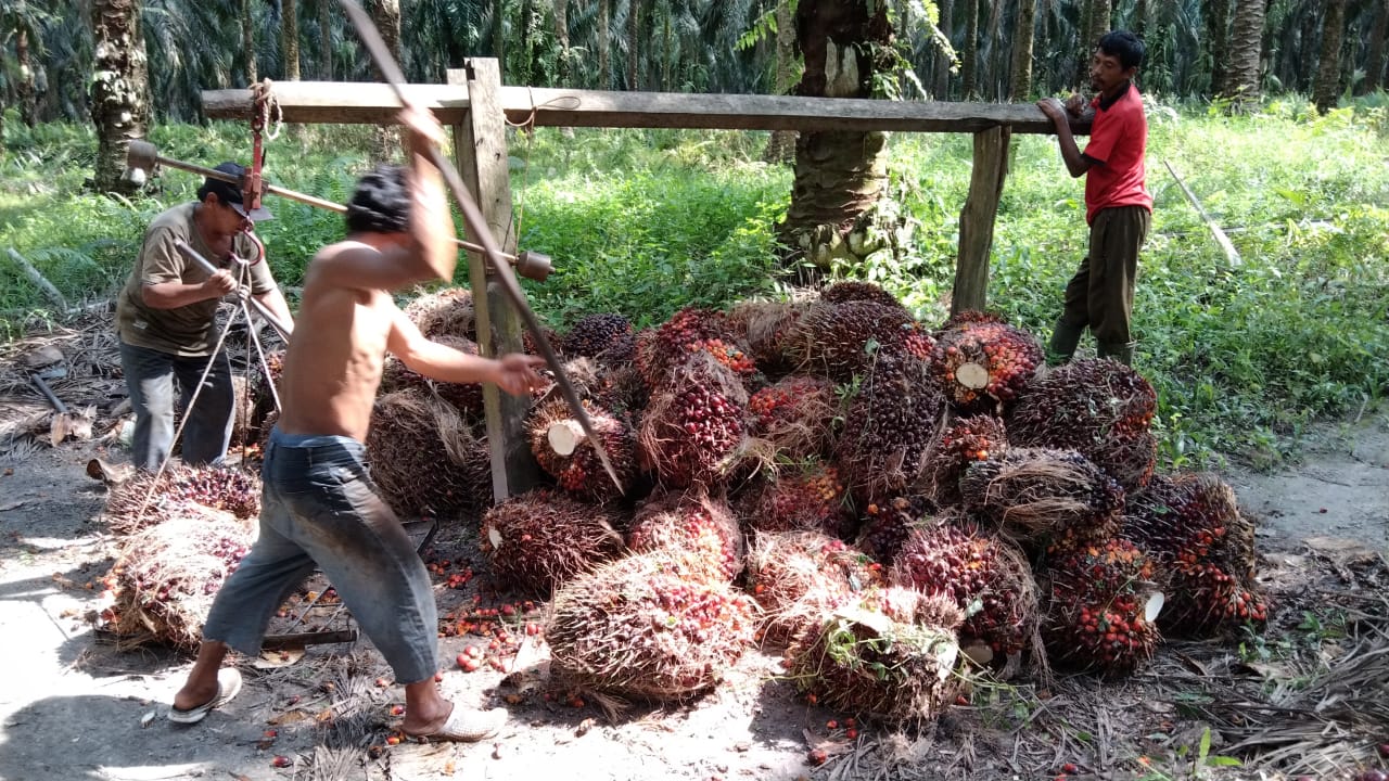 Duh, Harga Resmi TBS di Provinsi Ini Tak Sampai Rp 2.300/Kg