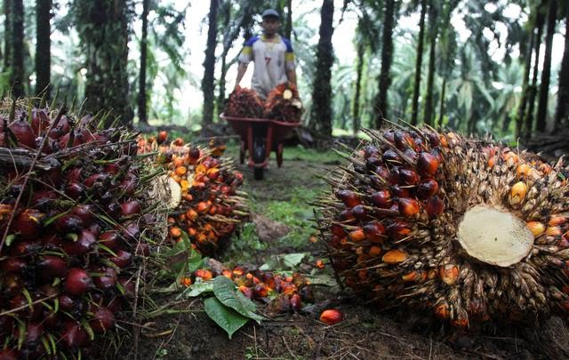 Harga Sawit Saat Ini Bikin Dompet Petani Pedesaan Tebal