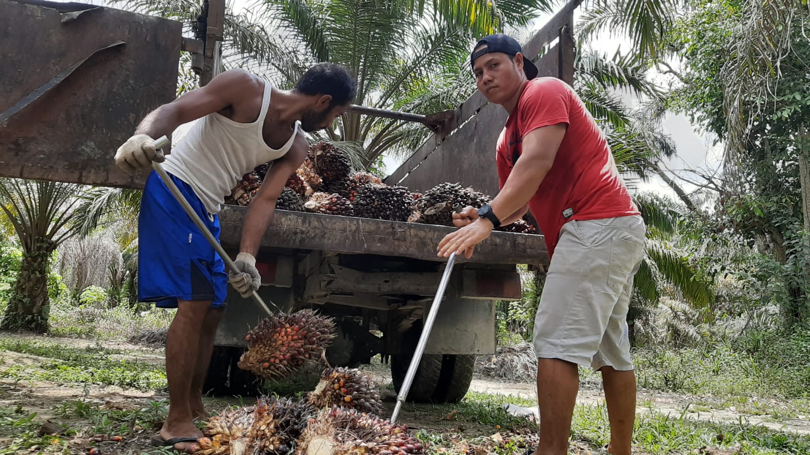 Harga Sawit Mencakar Langit, Per Kilo Rp3.254 Bro!