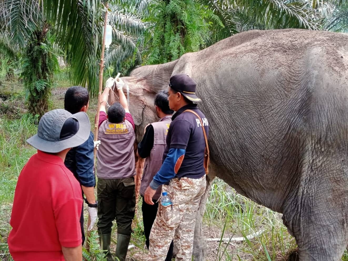 Sakit, Gajah Liar Masuk Kebun Sawit