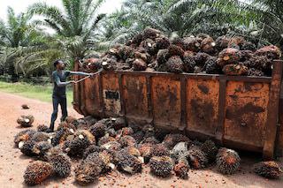 Petani: Semoga Harga Sawit Kayak Gini Terus