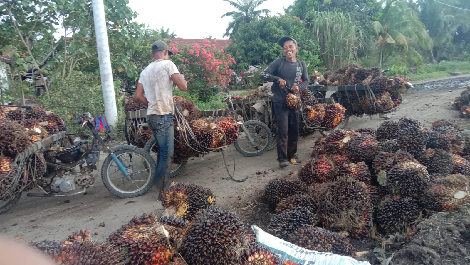 Bukan Hanya Petani, Pengelola Kebun Sumringah Harga Sawit Tinggi