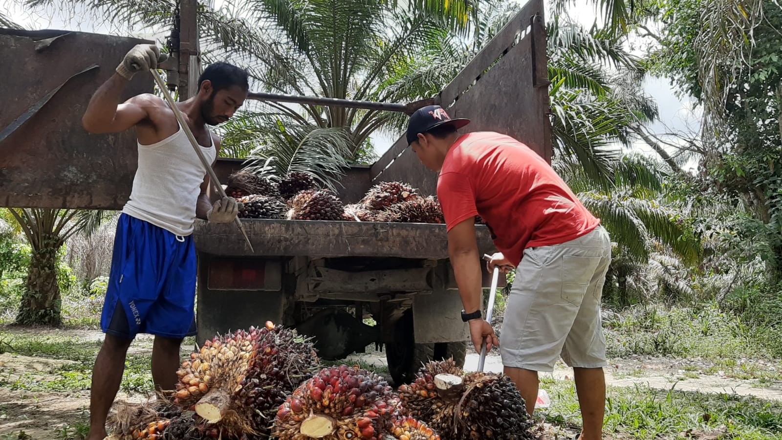 Lonjakan Harga Sawit di Pasar Global Jadi Perhatian Investor