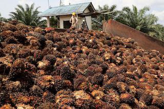 Harga Sawit di Inhil Paling Rendah di Riau, Sekilo Rp1.800