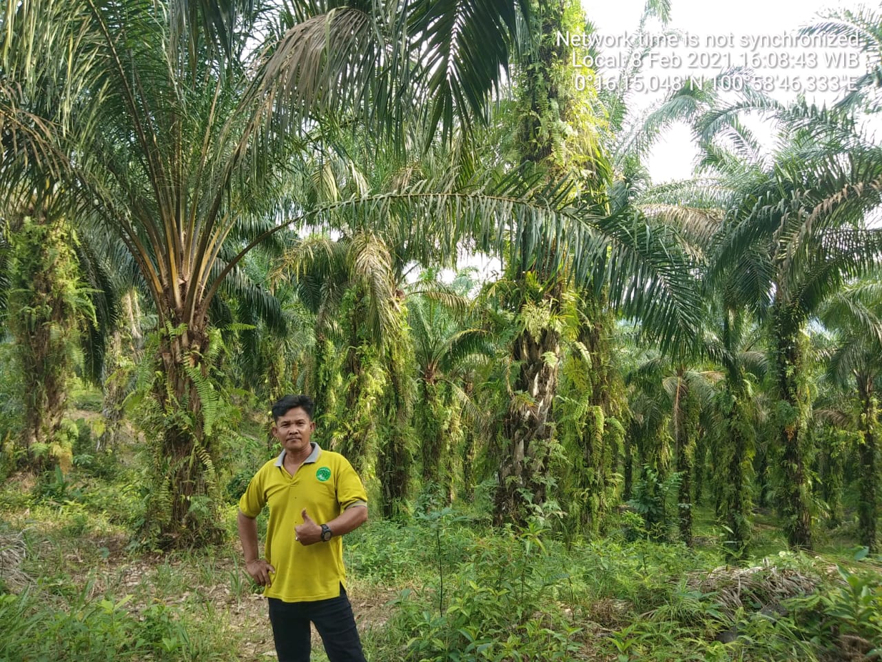 Petani di Kampar Bersandar Hidup dengan Sawit Berusia 25 Tahun