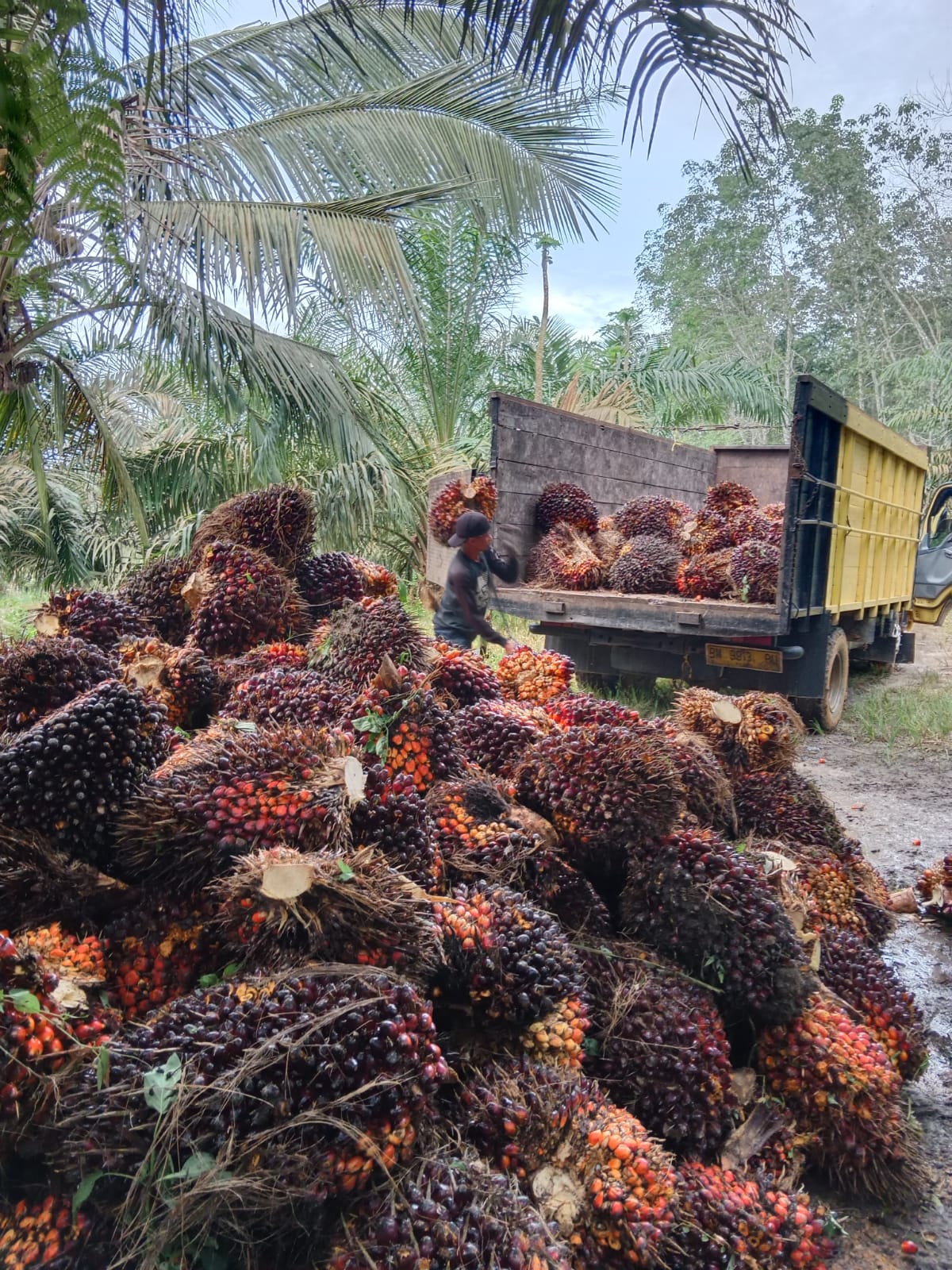 Saat Ini Waktu yang Tepat Miliki Saham Perusahaan Sawit