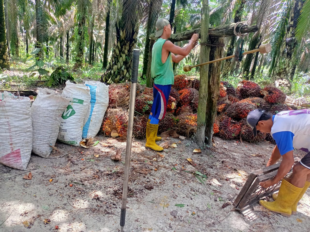 Petani Swadaya Akhirnya Ikut Nikmati Harga Rp 3.000/Kg