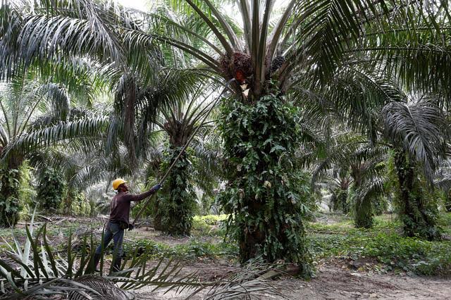 Harga Lahan Mahal, Petani Sawit Makin Sulit Memperluas Kebun