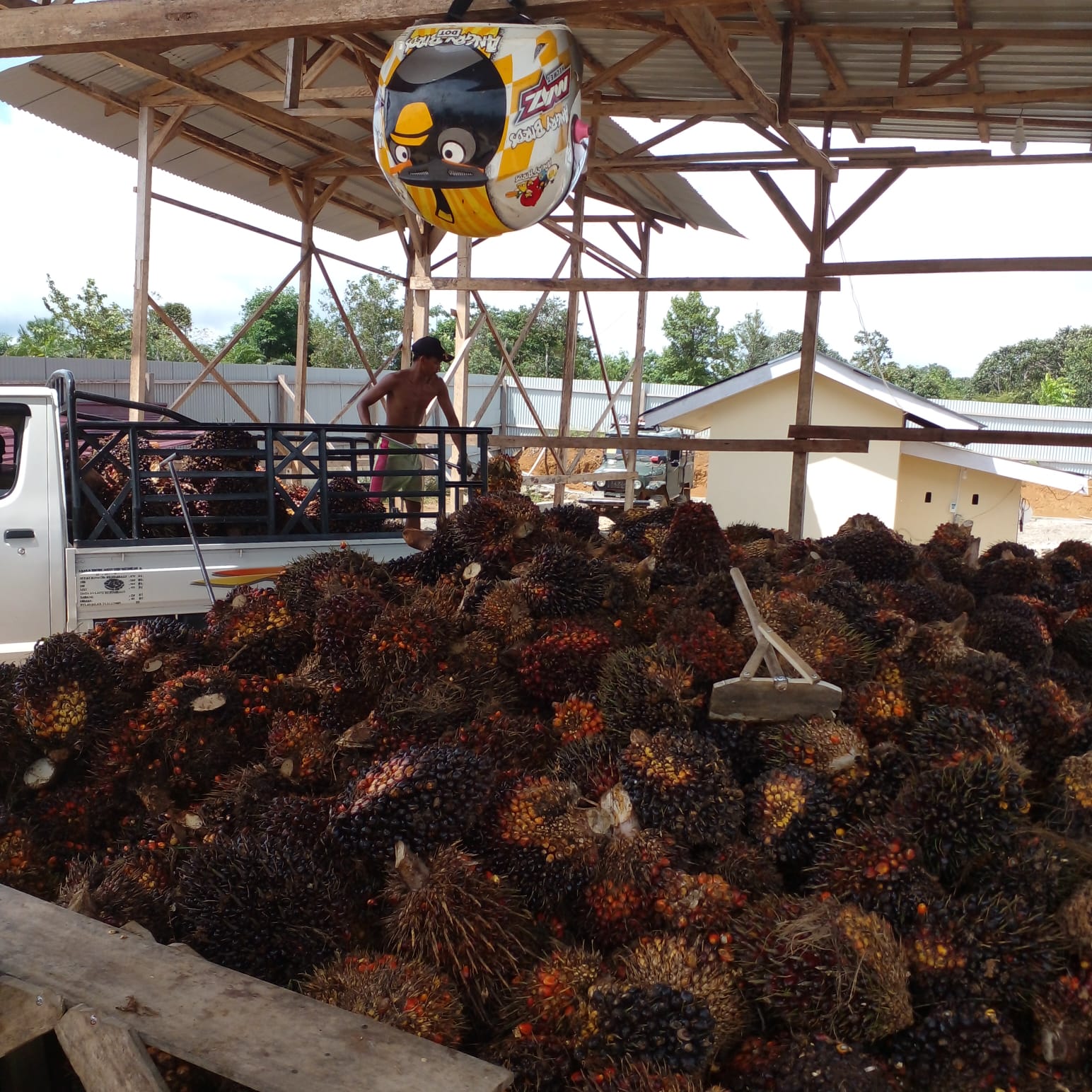 Tembus Rp 3.445,38/kg, Harga TBS Sumut Cetak Rekor Baru