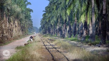 BPDPKS Ungkap Keuntungan Replanting Sawit bagi Petani