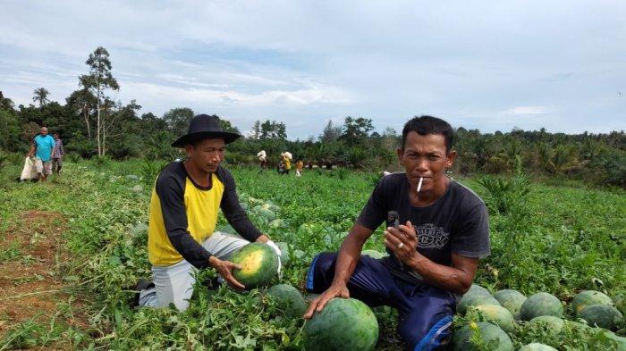 Menunggu Sawit Panen Perdana, Petani ini Panen Semangka