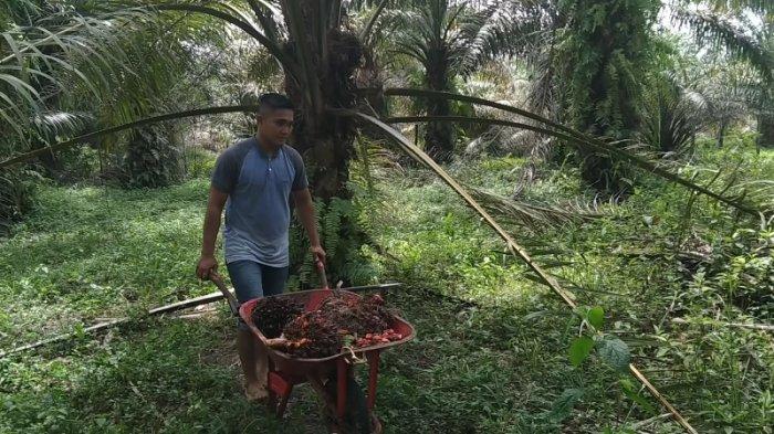 Pendapatan Petani Sawit di Daerah ini Naik Tiga Kali Lipat