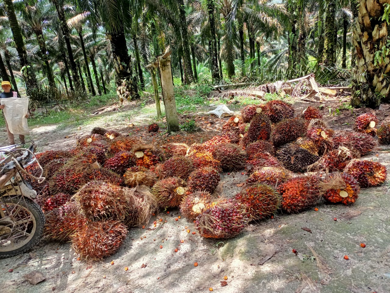 Harga Sawit di Aceh Utara Tembus Rp 3.000/Kg, ini Pemicunya