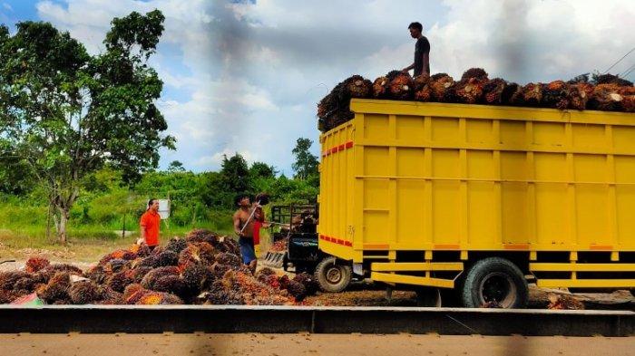 Efek Harga Sawit Naik, dari Borong Kendaraan Hingga Bangun Rumah