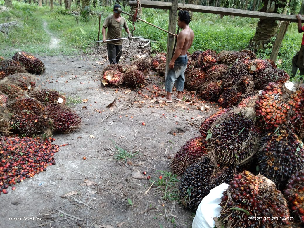 Harga TBS di Babel Naik Rp 226/Kg