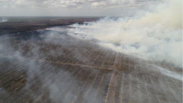 Walhi Kecewa MA Vonis Bebas Perusahaan Sawit di Kasus Karhutla