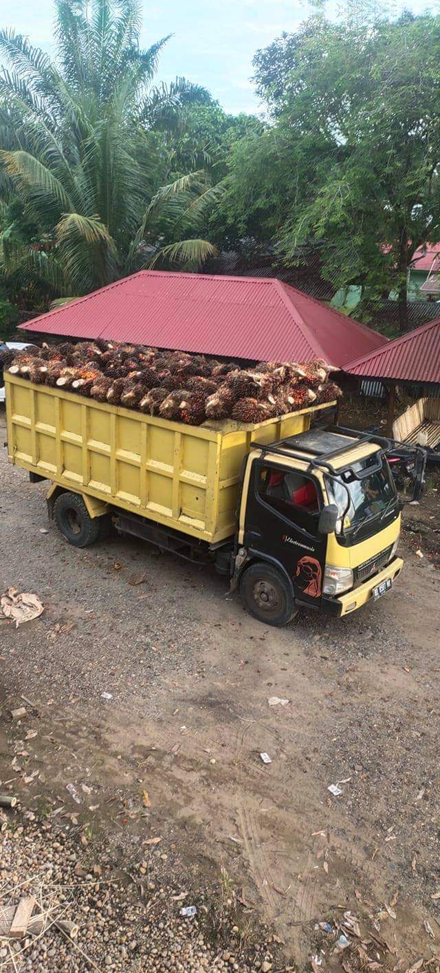 Harga TBS di Tingkat Petani di Daerah ini Masih Menggembirakan