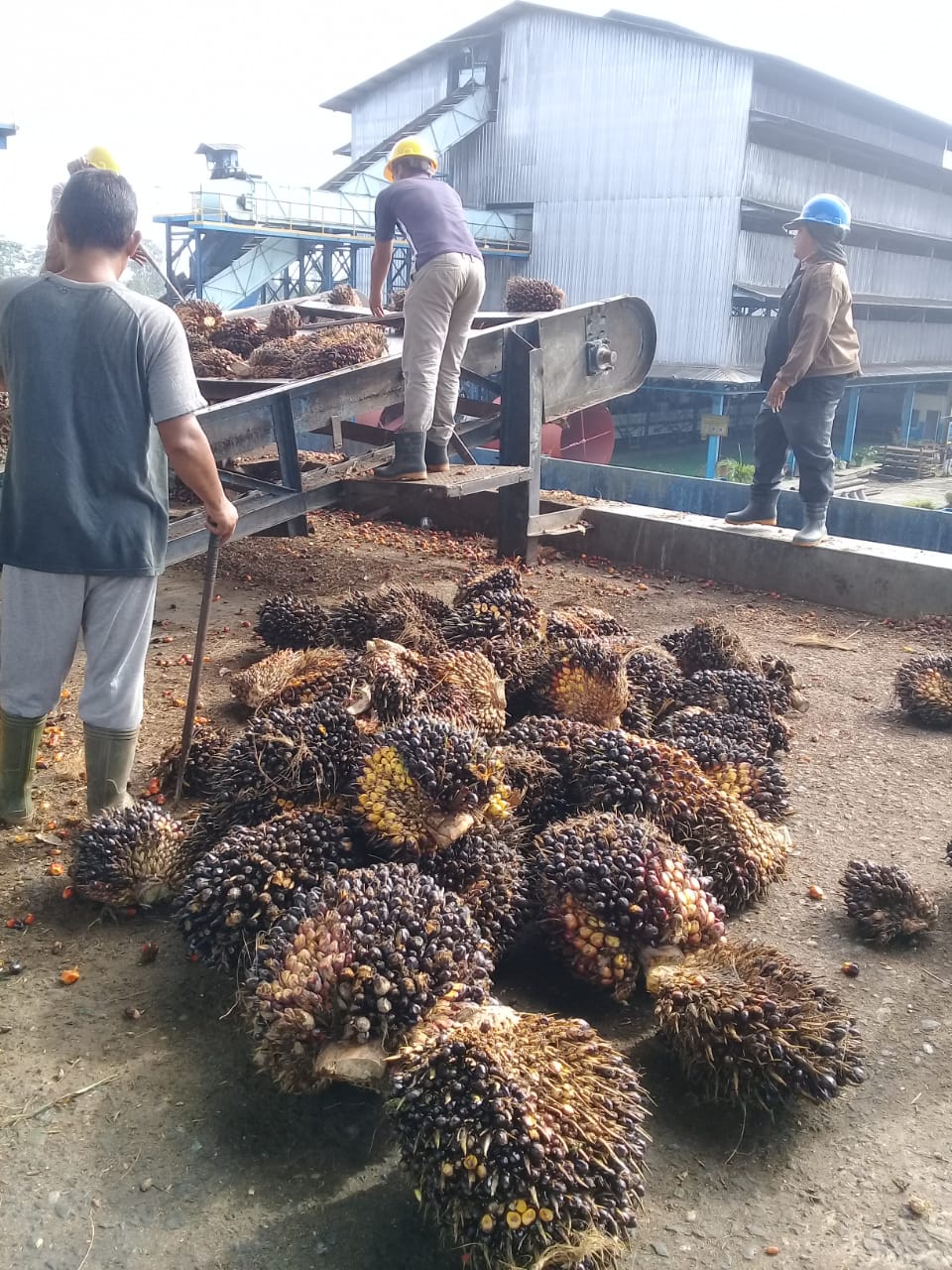 Petani ini Beruntung, Jual Hasil Panennya Langsung ke PKS