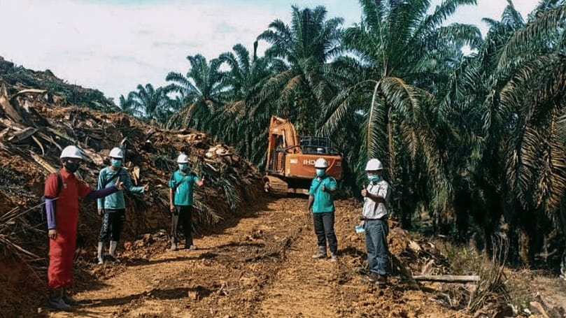 Harga Selangit, Tapi Sawit Keburu Dibabat