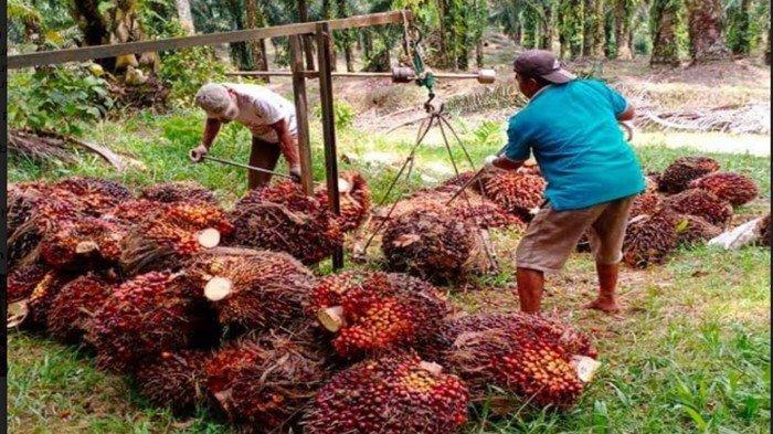 Harga Sawit Tinggi, Banyak Petani Tidak Ikut Menikmati