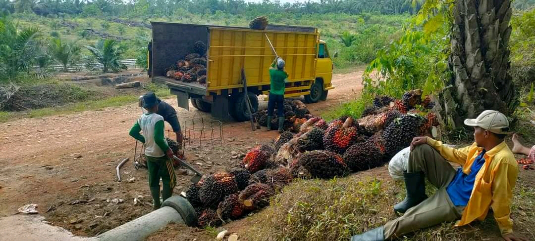 Hilirisasi Sawit Penting, tapi Perlu Strategi Hadapi Pesaing