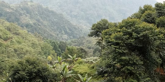 2.000 Hektare Hutan Rusak Akibat Tambang Emas Ilegal