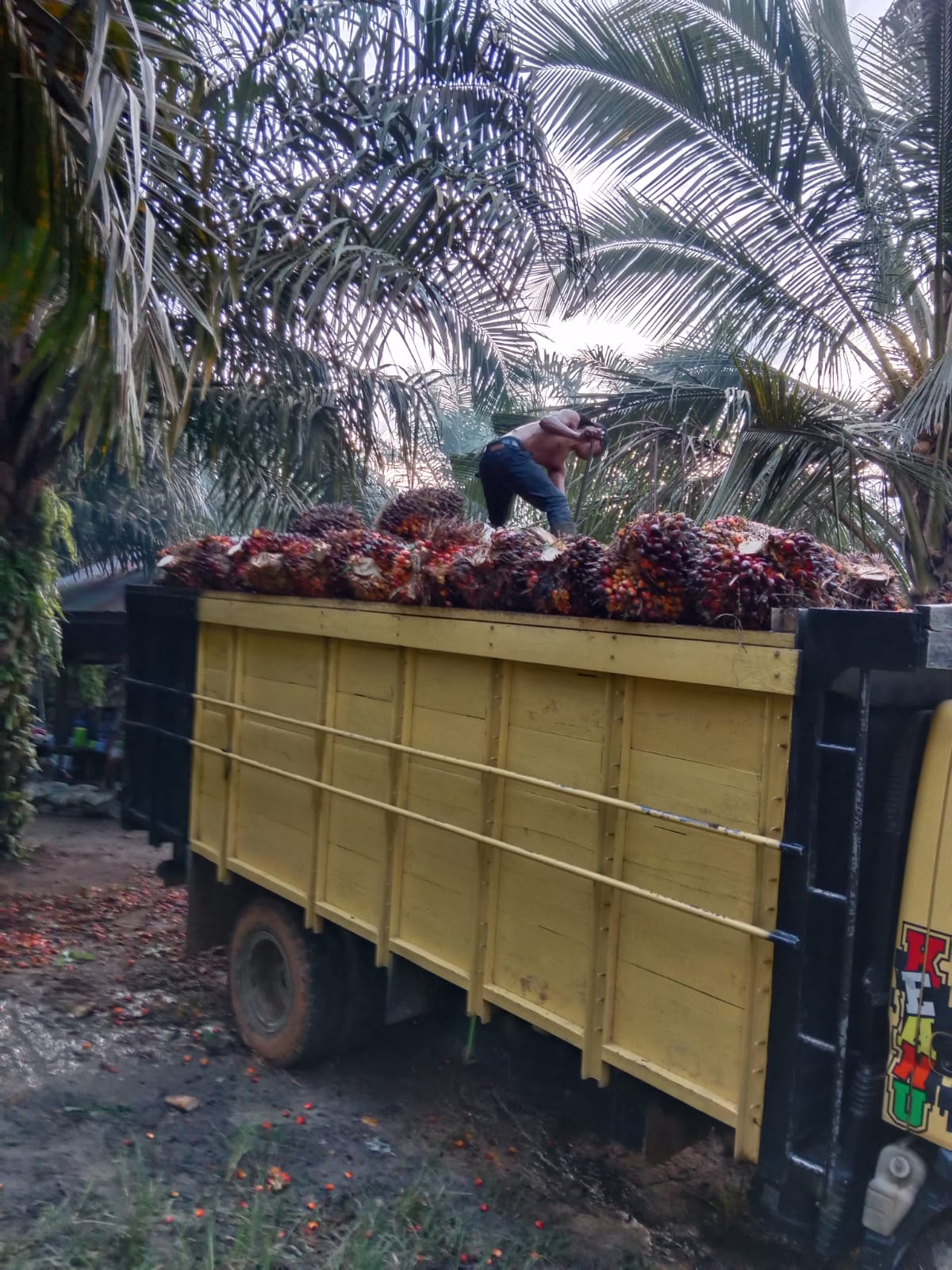 Harga Sawit Berpotensi Naik Lagi, Simak Penjelasannya