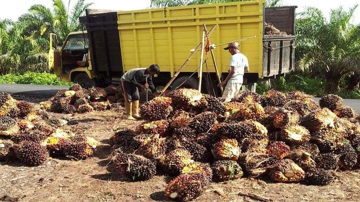 Petani Sawit Diingatkan Jaga-jaga, Jangan Terbuai Euforia