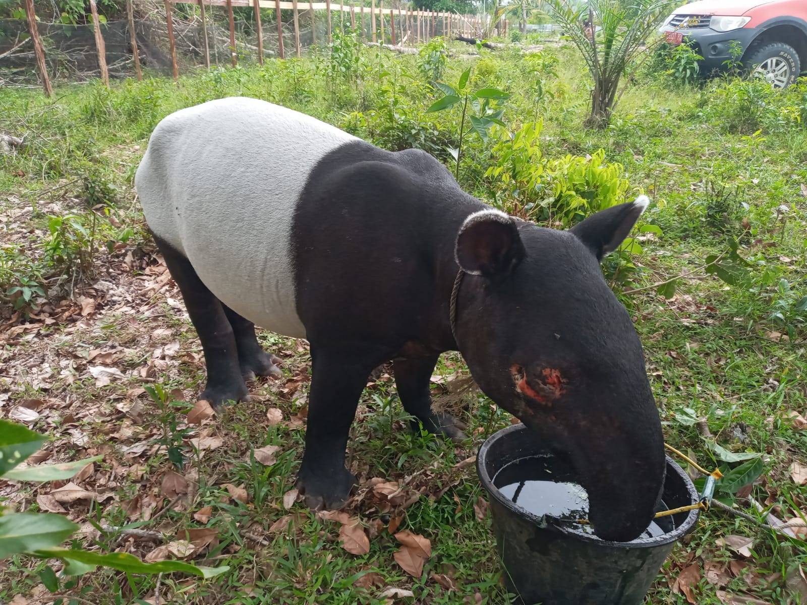 Kasihan, Mata Tapir Terluka Kena Jeratan di Kebun Karet Kuansing