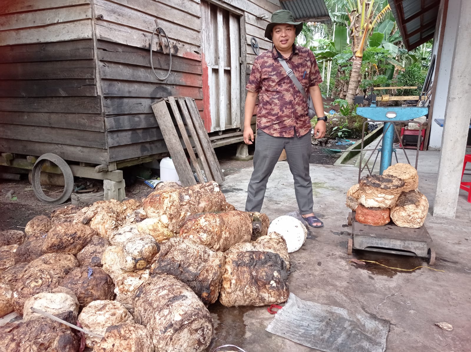 Harga Getah Karet di Riau Mulai Cerah, Begini Penjelasannya