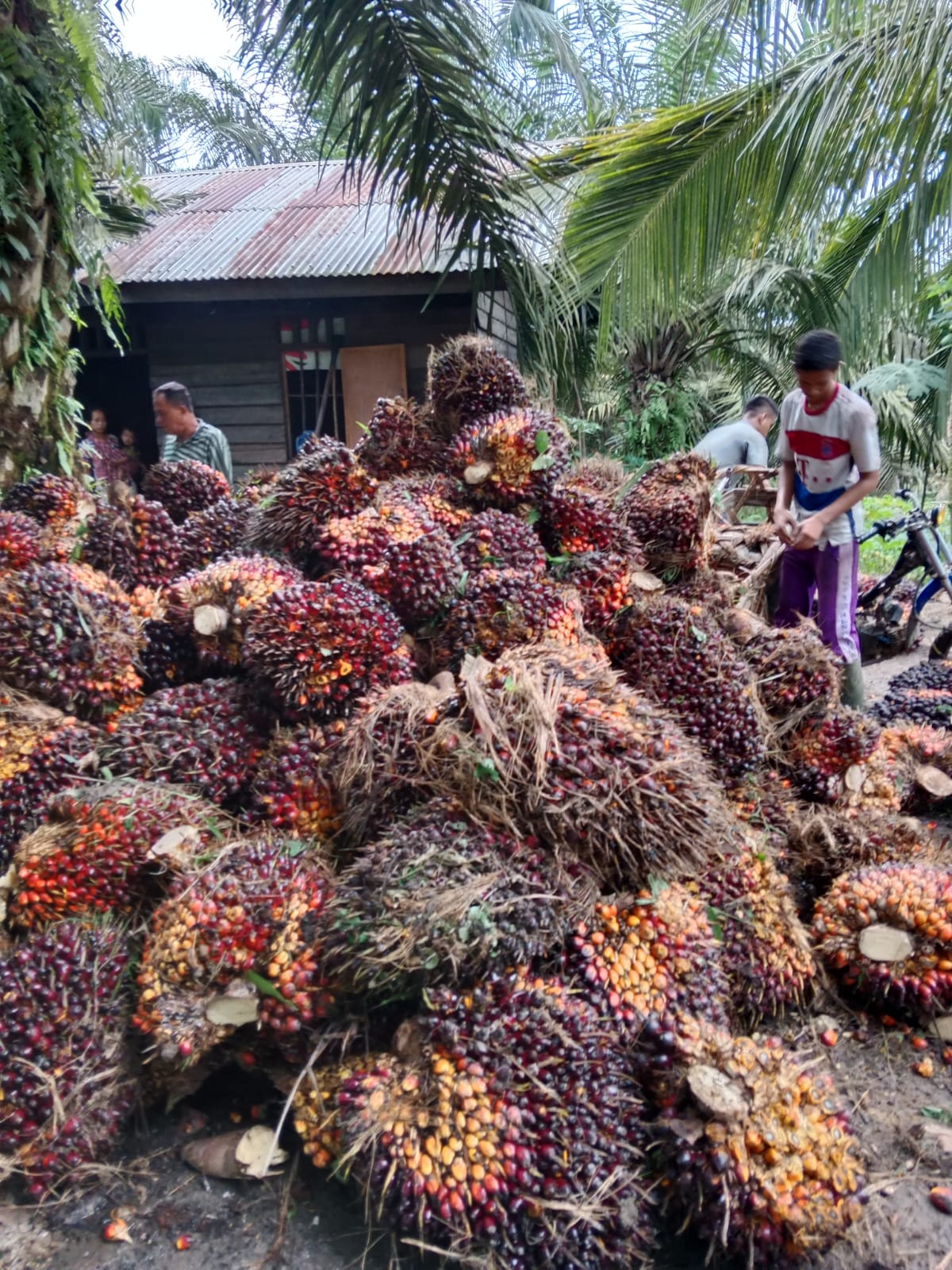 Harga Turun Dikit, Petani Sawit Masih Bisa Bersiul