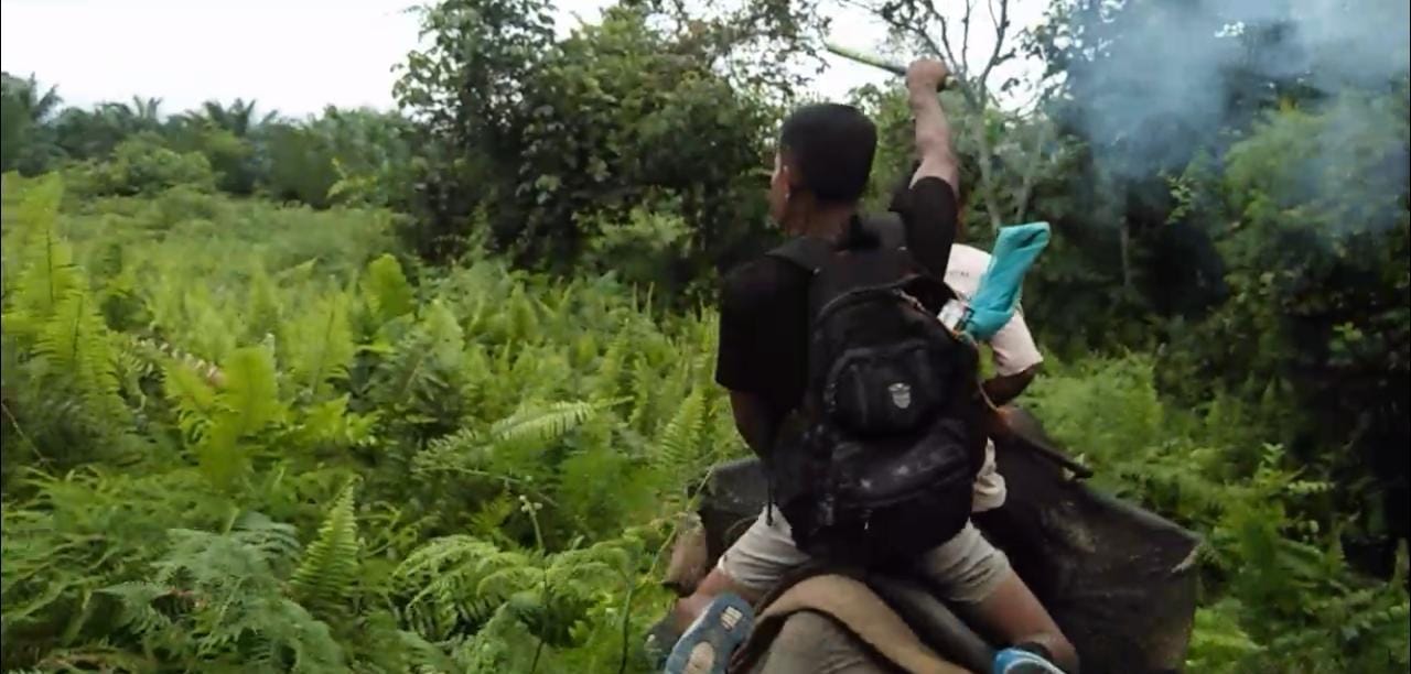 Kesasar, Sebelas Gajah Liar Masuk Kebun Sawit di Kampar